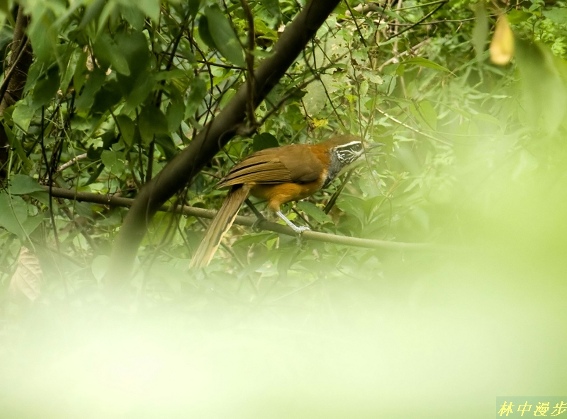 IMG_4252_.jpg