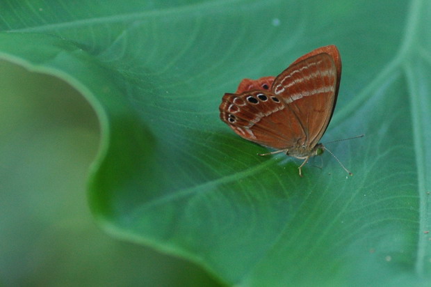 DSC_0262.jpg