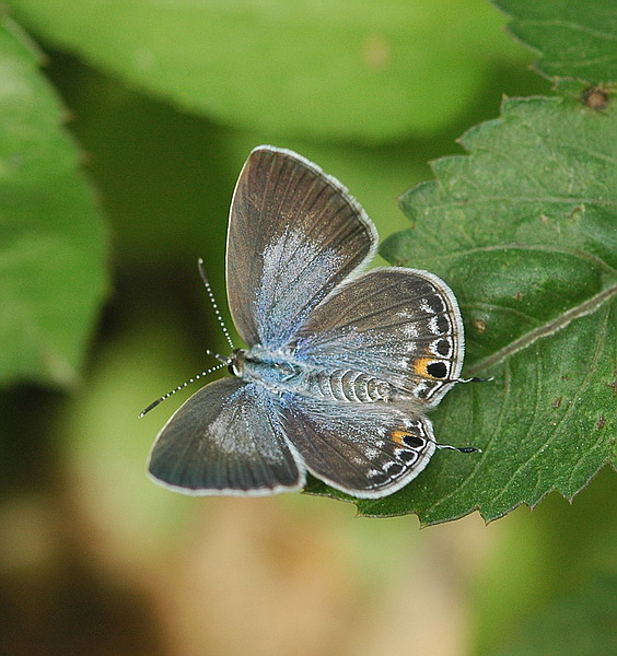 DSC_0238.jpg