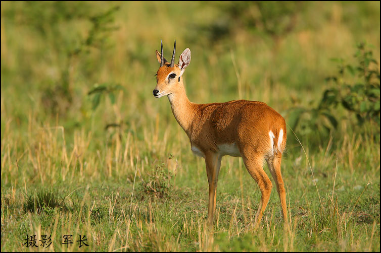  oribi 侏羚