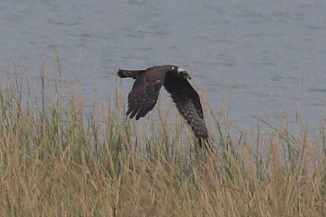 IMG_0464.JPG