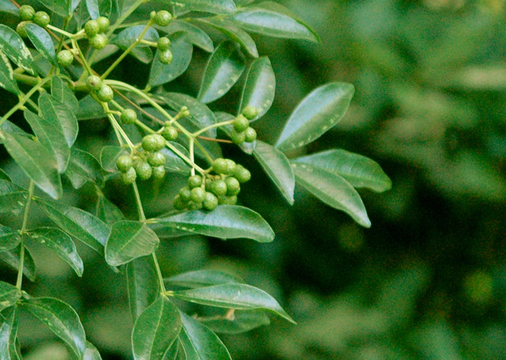 DSC_6269勒党花椒.jpg