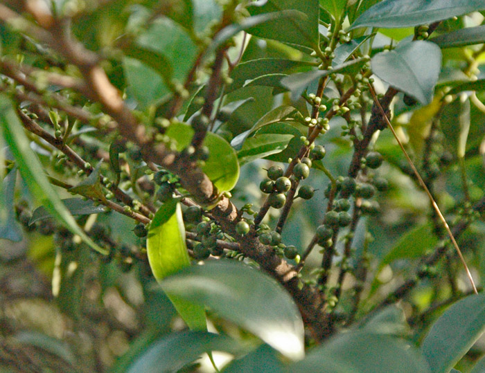 DSC_6276柃.jpg