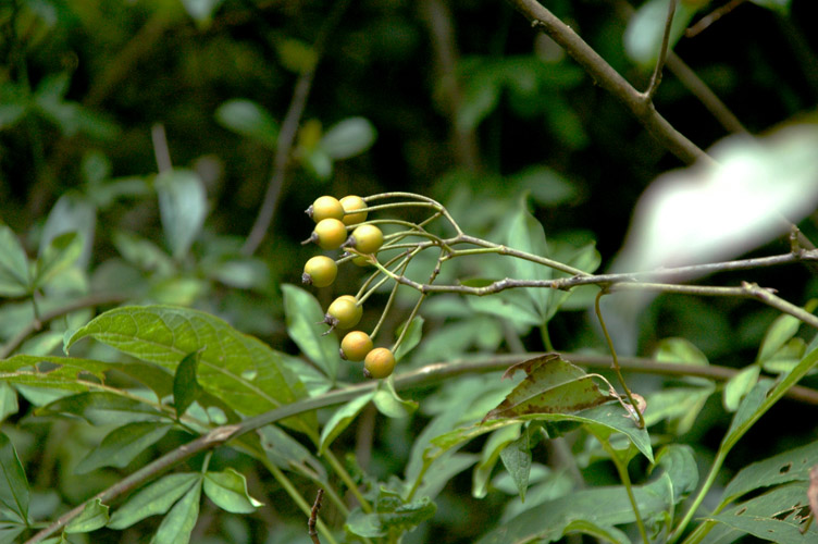DSC_6316小果蔷薇.jpg