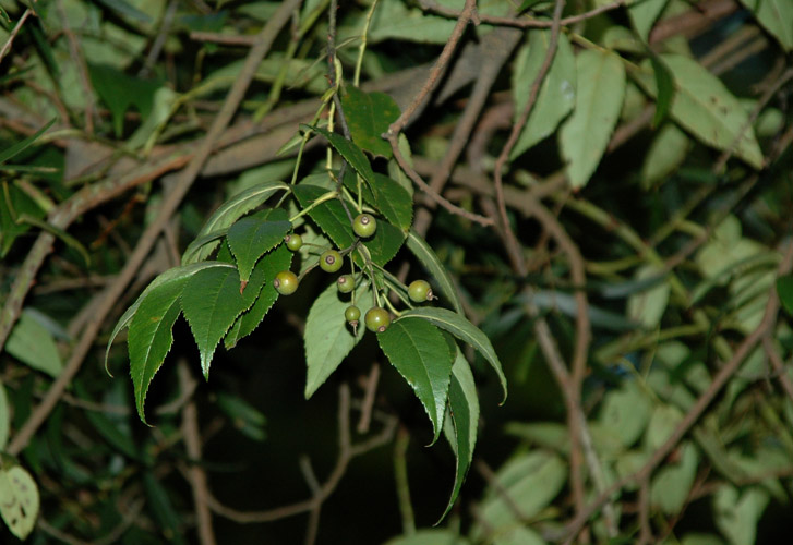 DSC_6329小果蔷薇.jpg