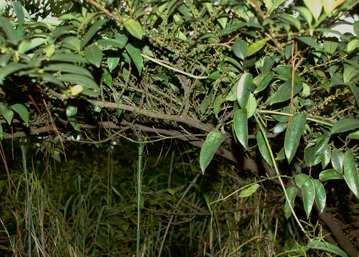 DSC_6279.JPG
