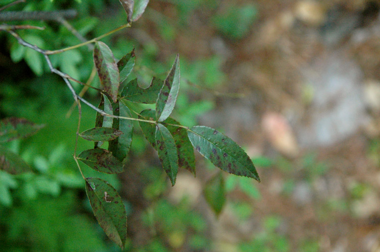 DSC_6322.JPG