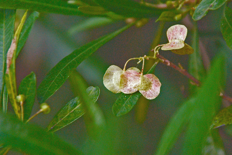 DSC_6255车桑子.jpg