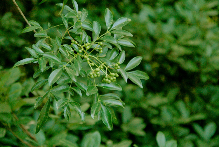 DSC_6268勒党花椒.jpg