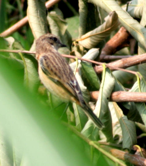 b8087.jpg