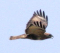 b8343.jpg