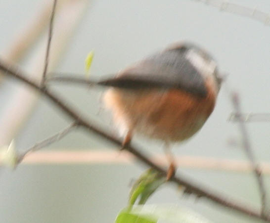 b8598.jpg