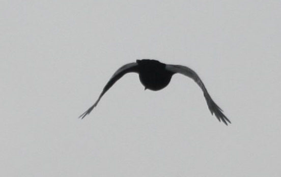IMG_4868.jpg