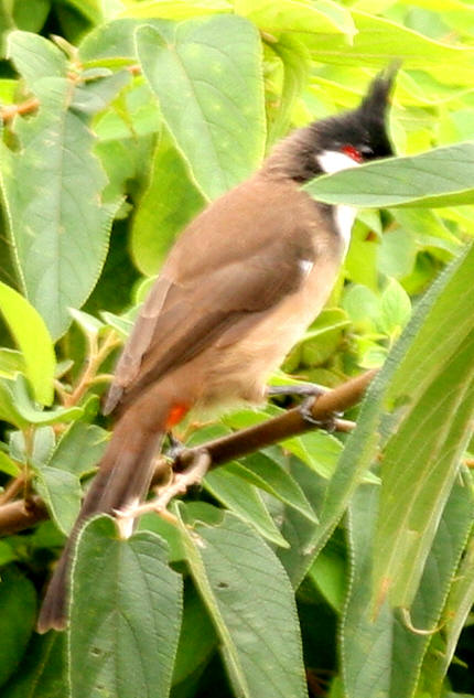 b8588.jpg