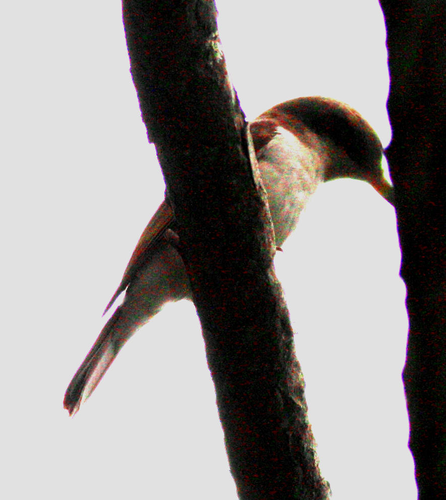 b8727.jpg