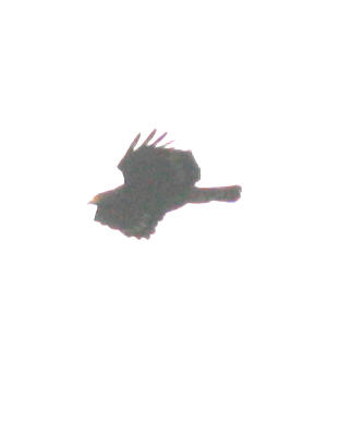 b8769.jpg