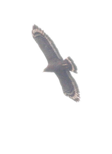 b8767.jpg