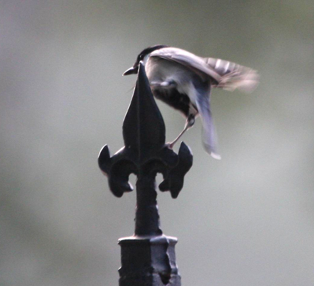 IMG_5228.jpg