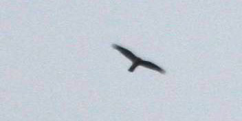 IMG_5370.jpg