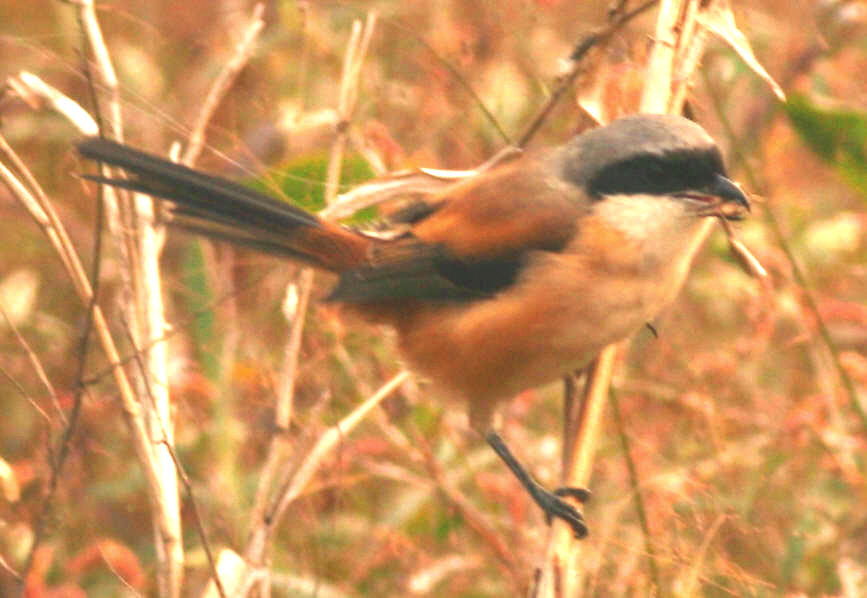 b9677c.jpg