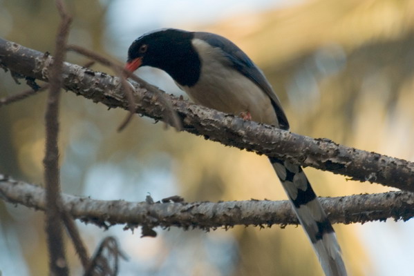 DSC_7734_С.jpg