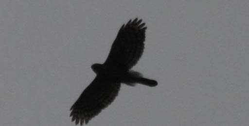 IMG_8044.jpg