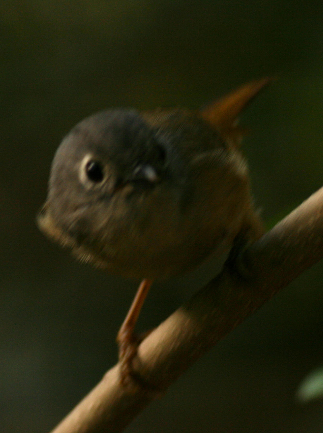 c1012.jpg