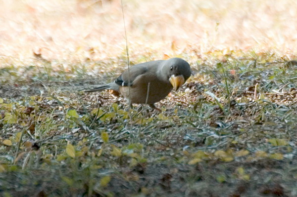 DSC_9088_СС.jpg