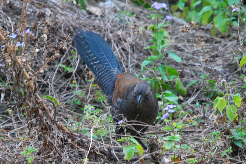 DSC_0412a.jpg