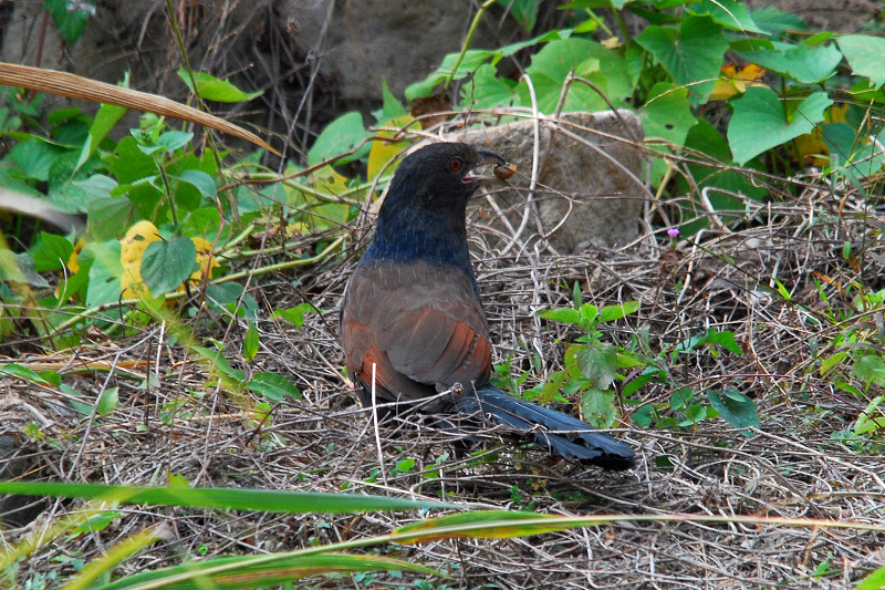 DSC_0120a.jpg