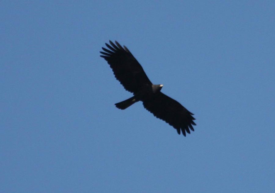 IMG_8268.jpg