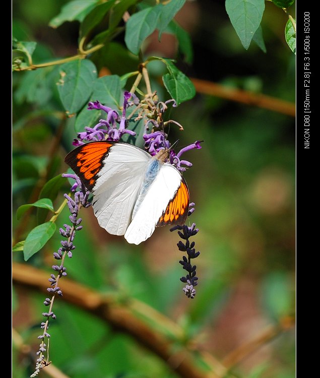 DSC_0311a.jpg