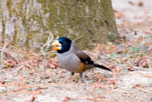 DSC_9239_СС.jpg