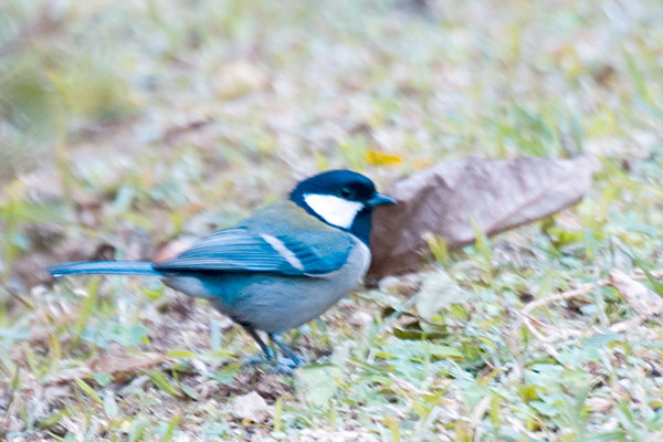 DSC_9245_СС.jpg