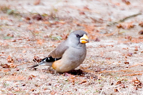 DSC_9237_СС.jpg