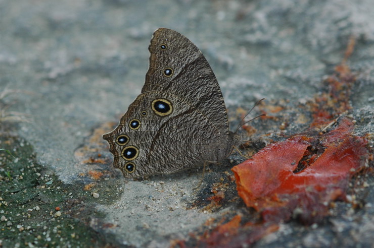 DSC_0096.jpg