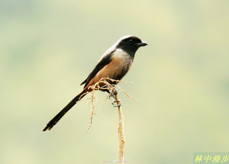 ڲ2.JPG