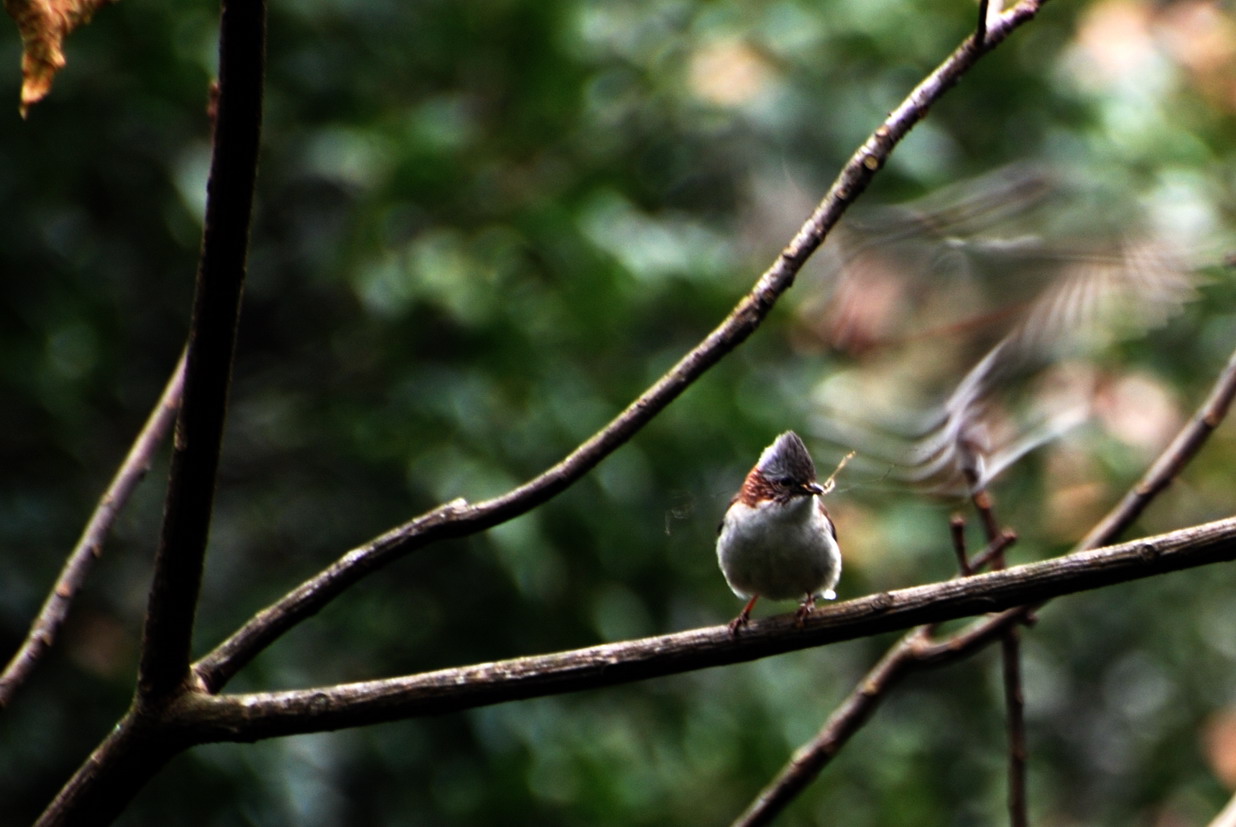 DSC_0104a.jpg