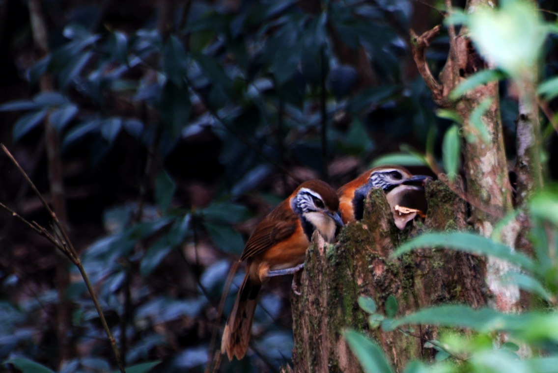 DSC_0117a.jpg