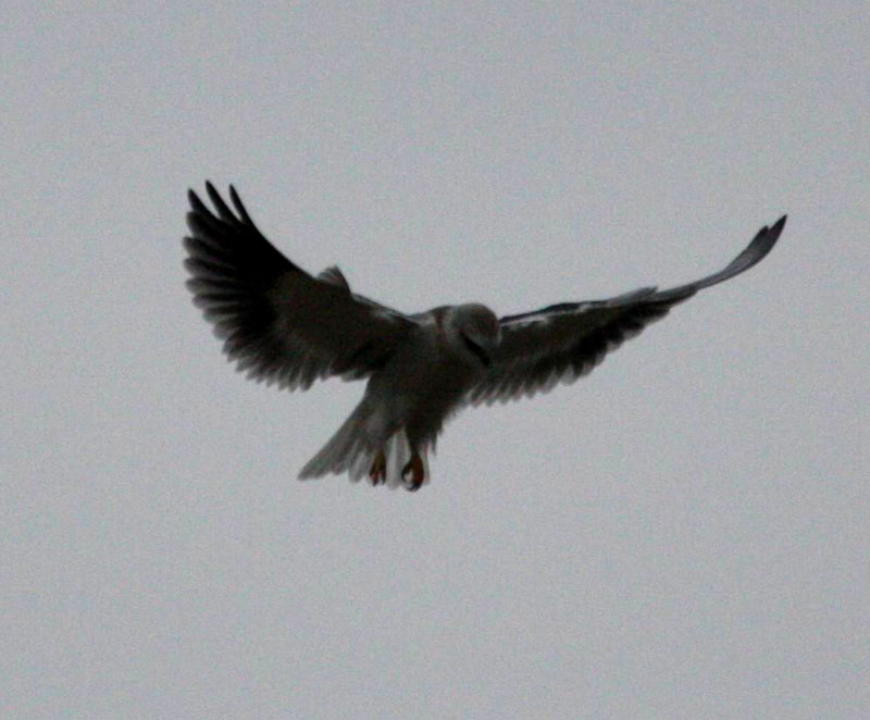 IMG_9859.jpg