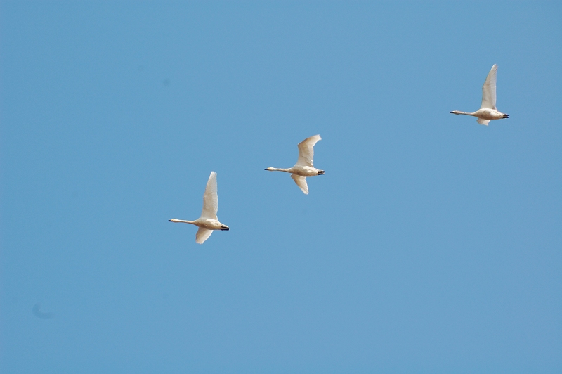 DSC_0340С.jpg