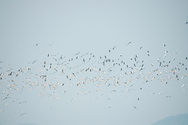 DSC_0484_С.jpg