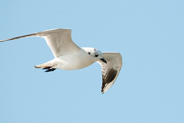 DSC_0384_С.jpg