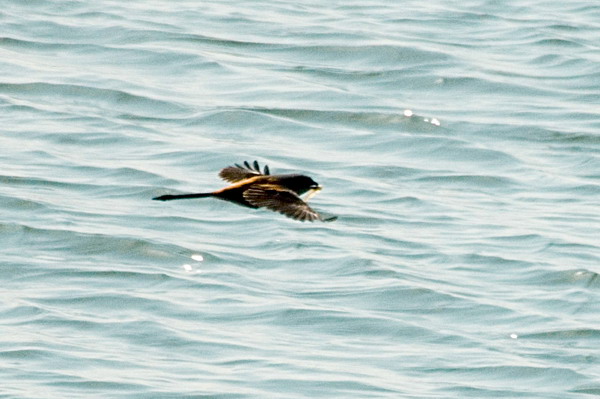 DSC_0381_С.jpg