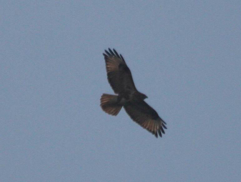 IMG_1585.jpg