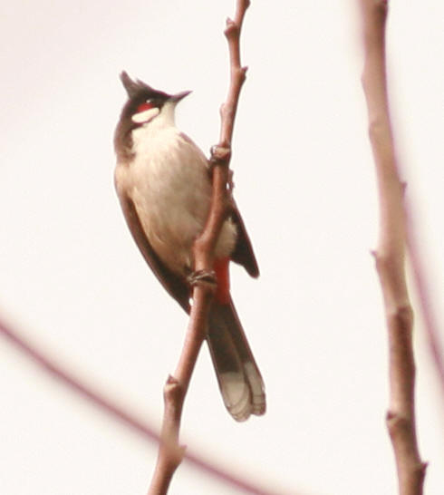 IMG_4386.jpg