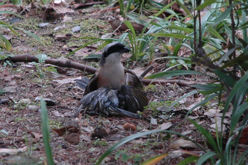 cDSC_5589.jpg