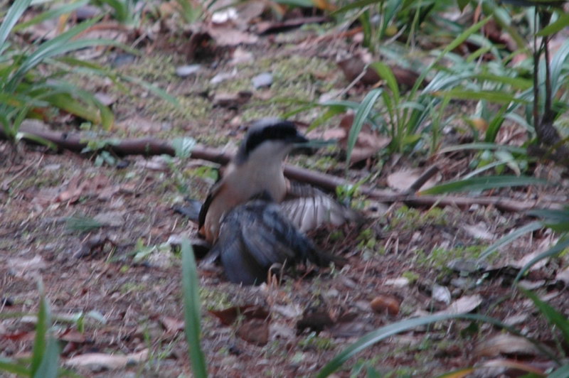 cDSC_5588.jpg