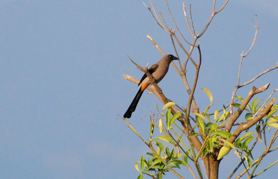 DSC_0094.jpg