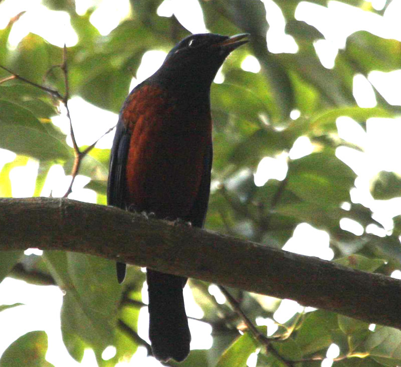 IMG_3524.jpg